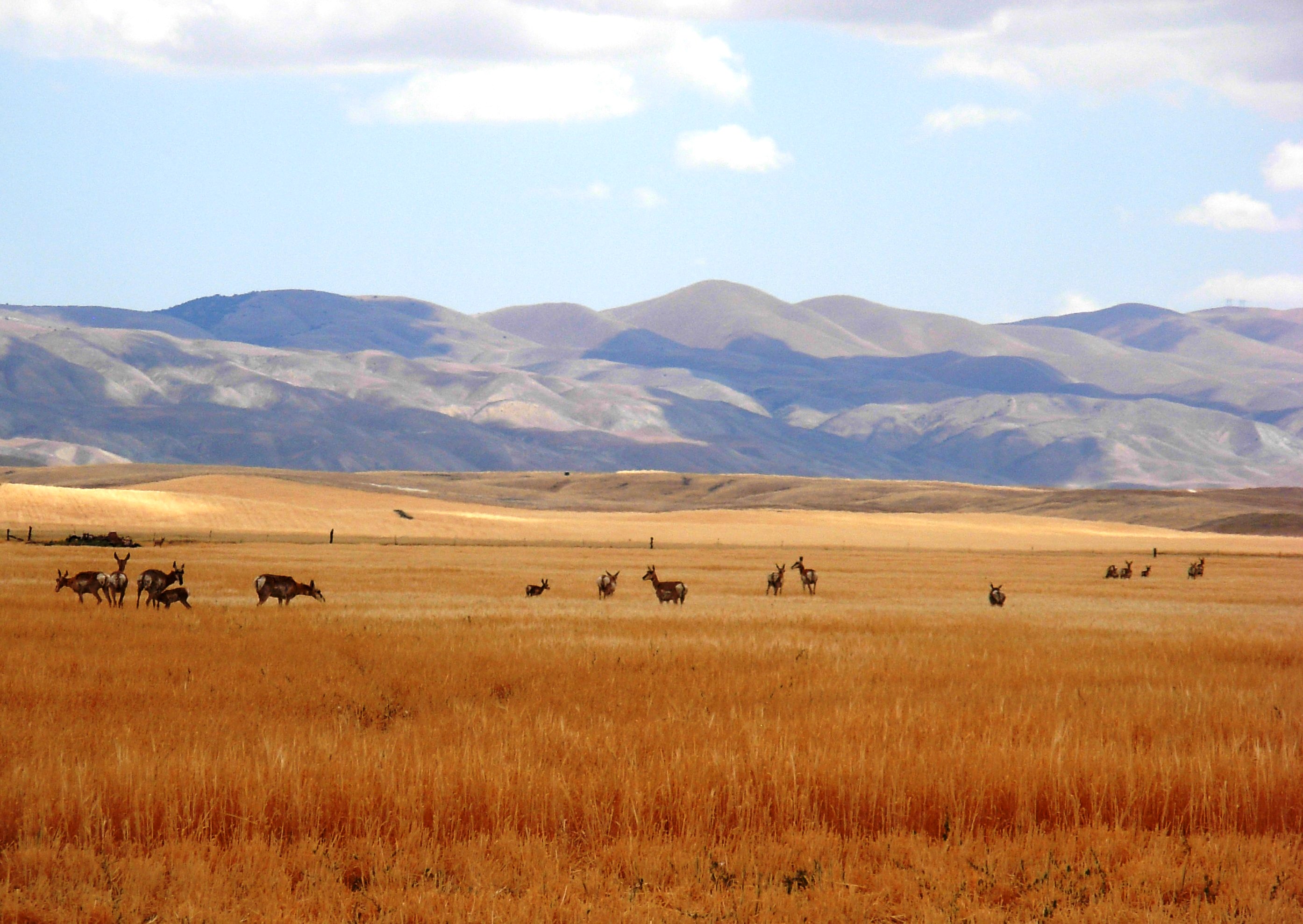 More than 12,000 Acres of Endangered Species Habitat Permanently
